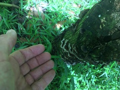 Auricularia mesenterica