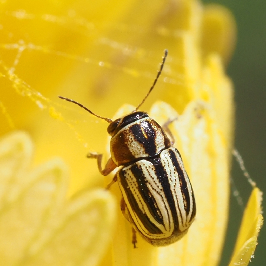 Pachybrachis dubiosus