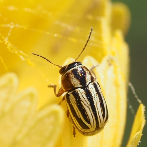 Pachybrachis dubiosus