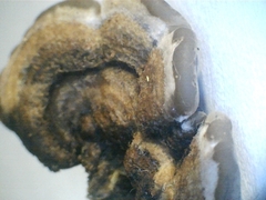 Auricularia mesenterica