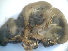 Auricularia mesenterica