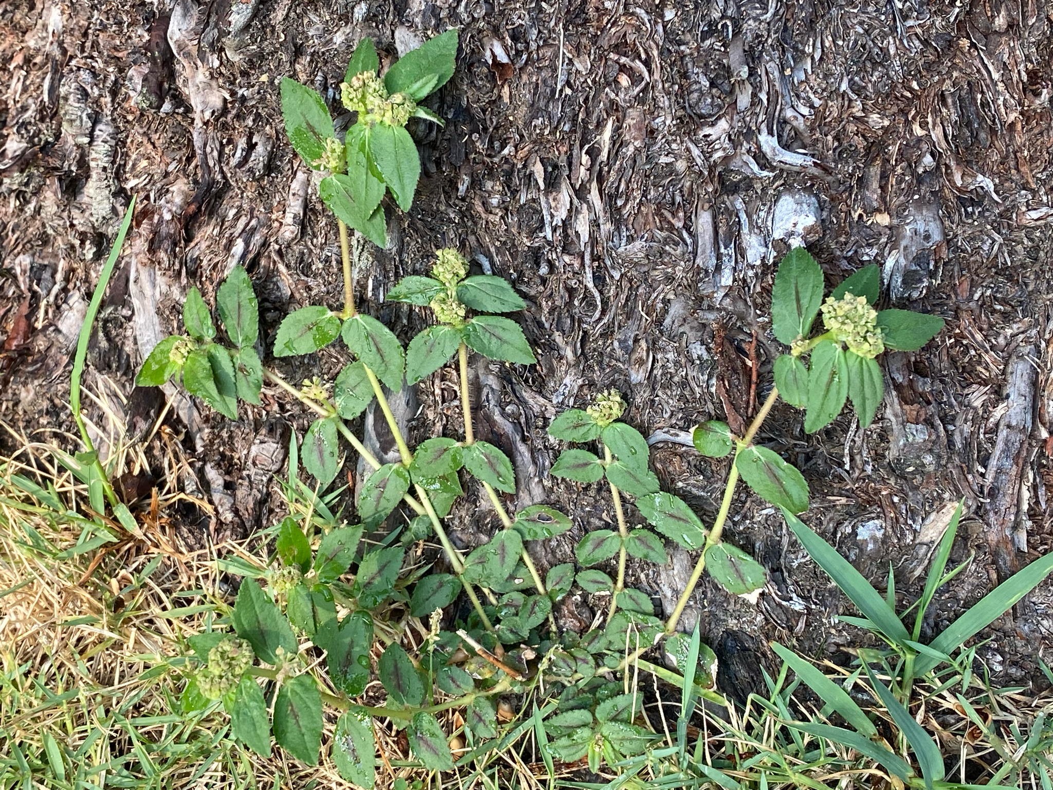 Common Spurge (Euphorbia hirta)