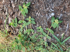 Herbe À Picot (Euphorbia hirta)