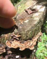 Auricularia mesenterica