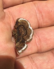 Auricularia mesenterica