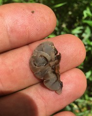 Auricularia mesenterica