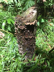 Auricularia mesenterica