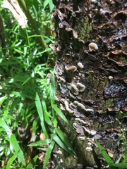 Auricularia mesenterica