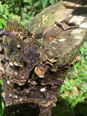 Auricularia mesenterica