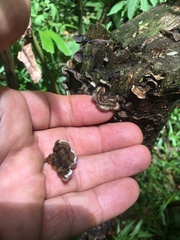 Auricularia mesenterica