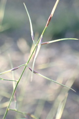 Aristida vagans