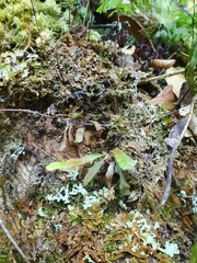 Notogrammitis pseudociliata