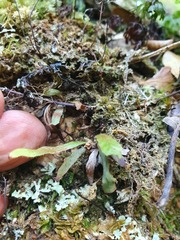 Notogrammitis pseudociliata