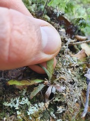 Notogrammitis pseudociliata