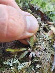 Notogrammitis pseudociliata