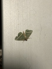 Mixocera latilineata