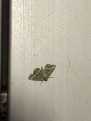 Mixocera latilineata