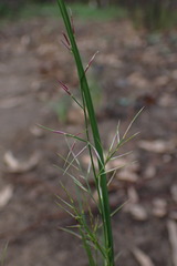Aristida vagans