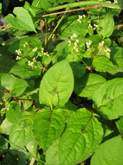 Persicaria chinensis