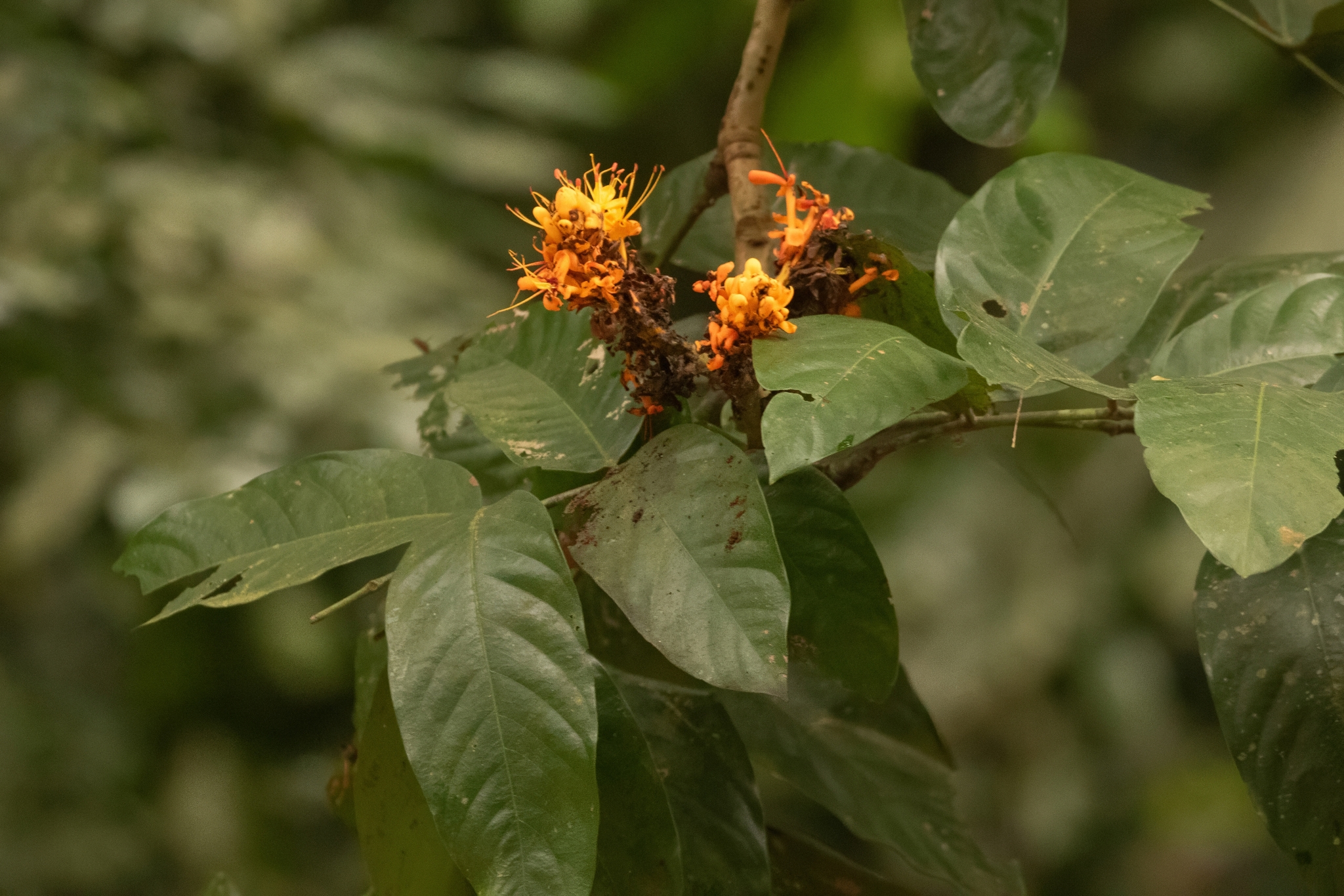 Saraca thaipingensis — ảnh 3