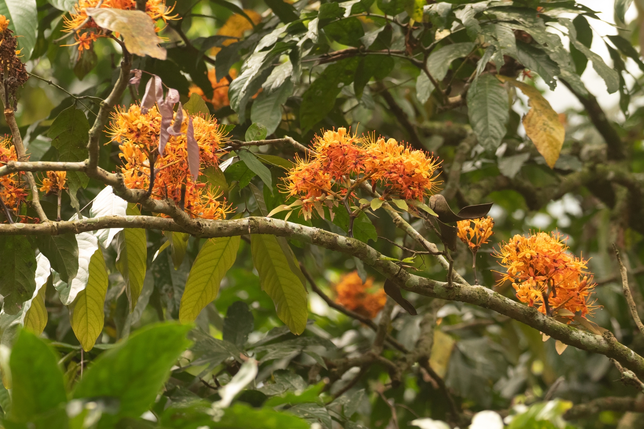 Saraca thaipingensis (Saraca thaipingensis)