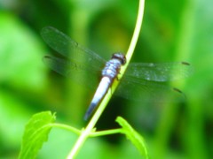 Brachydiplax chalybea