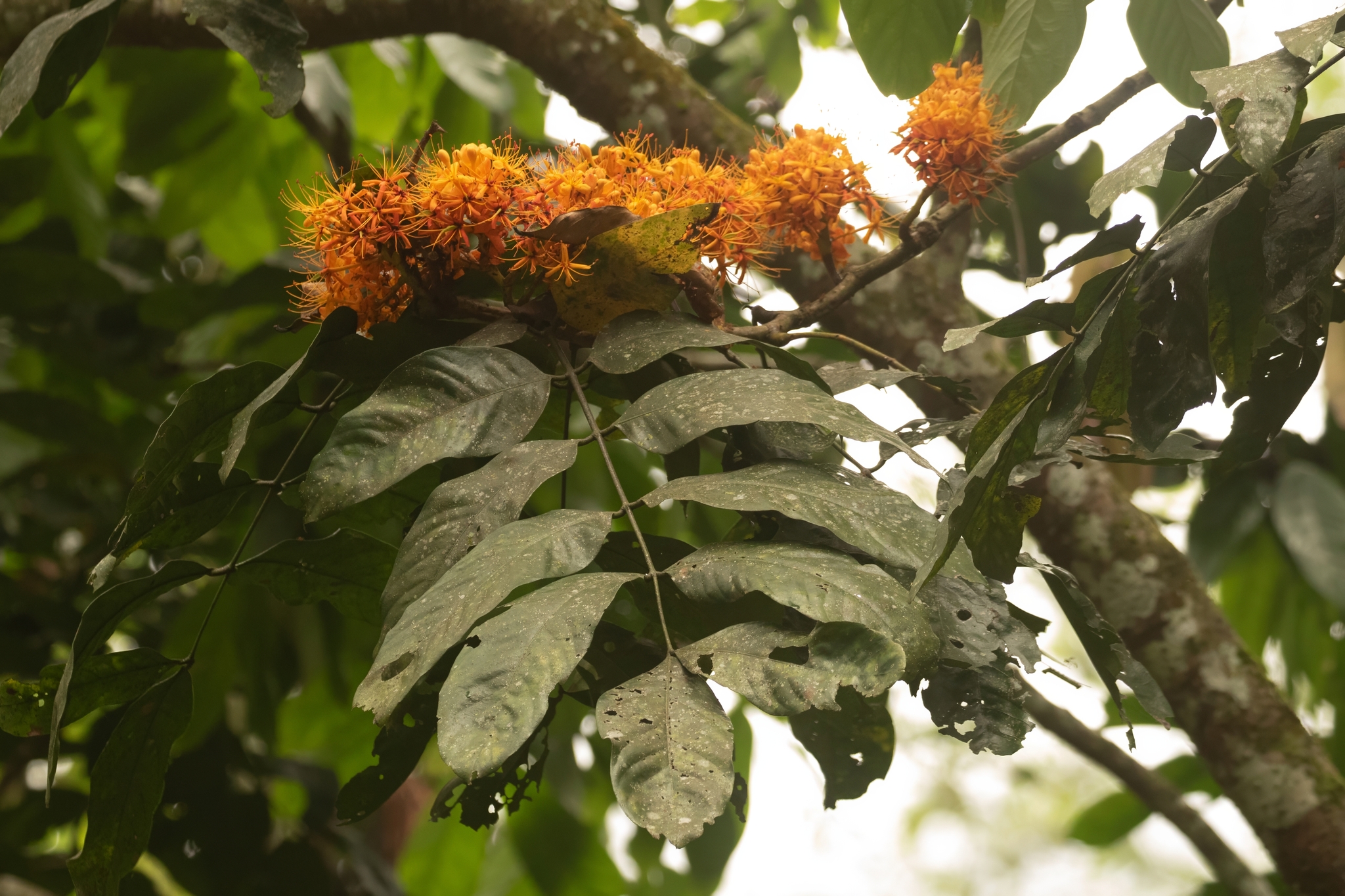 Saraca thaipingensis — ảnh 2