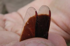 Neurothemis fluctuans