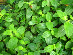 Miconia crenata