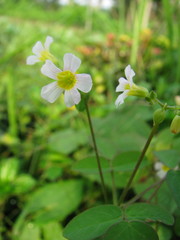 Oxalis barrelieri