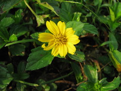 Sphagneticola trilobata