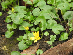 Ficaria verna