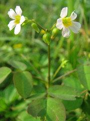 Oxalis barrelieri