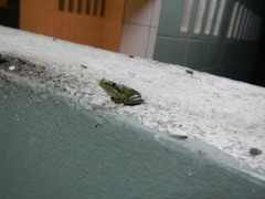 Litoria fallax