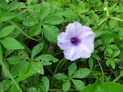 Ipomoea cairica