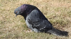 Columba livia domestica