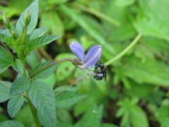 Cleome rutidosperma
