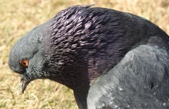 Columba livia domestica