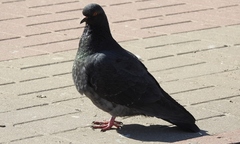 Columba livia domestica