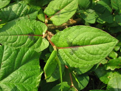 Persicaria chinensis