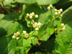 Persicaria chinensis