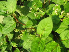 Persicaria chinensis