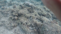 Epinephelus macrospilos