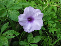 Ipomoea cairica