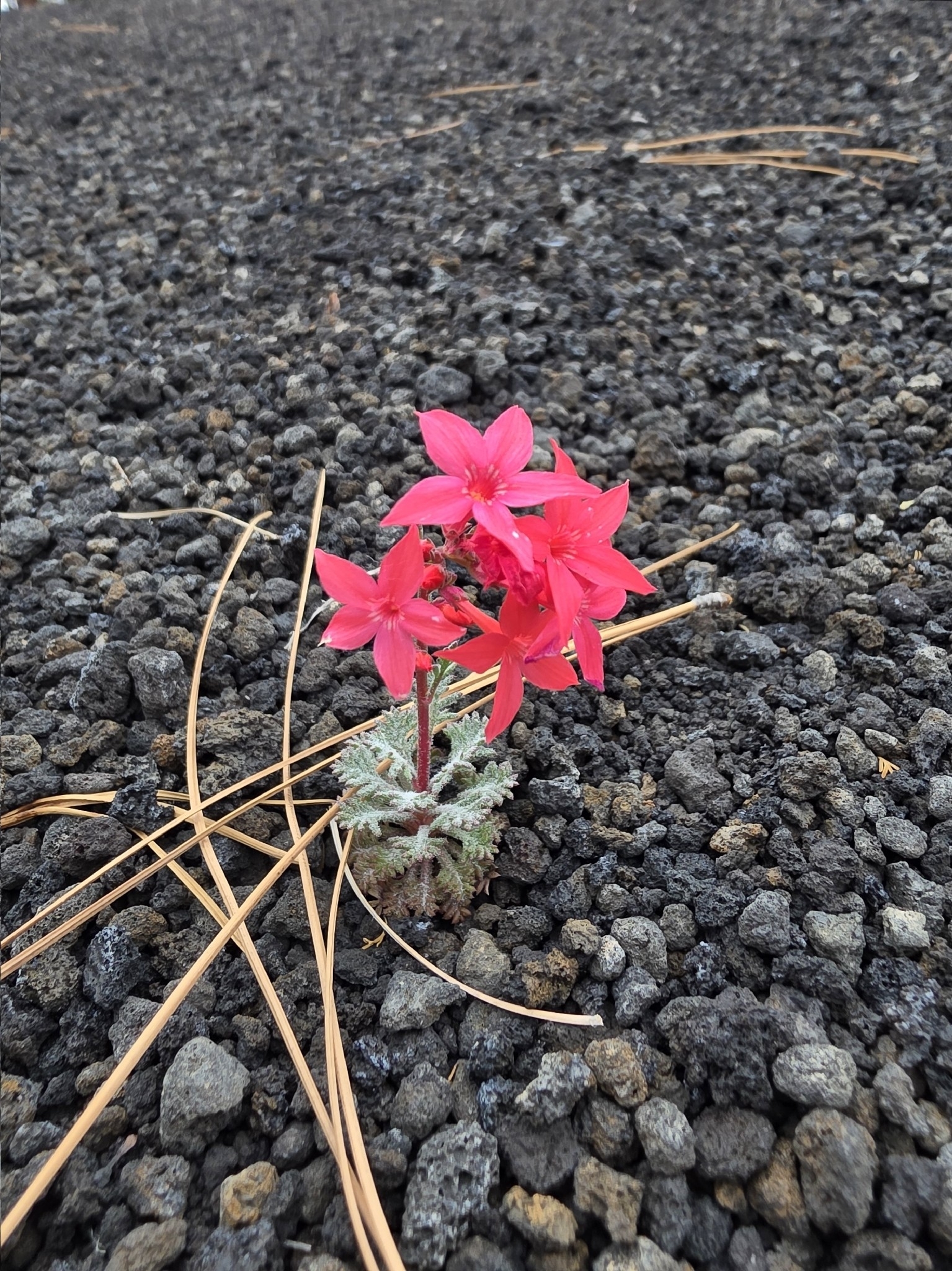 Arizona Ipomopsis (Ipomopsis arizonica)