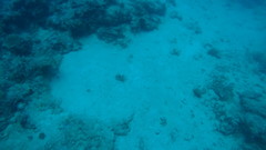 Heteroconger hassi