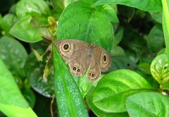 Ypthima baldus newboldi