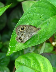 Ypthima baldus newboldi