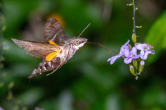 Macroglossum errans