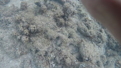 Epinephelus macrospilos